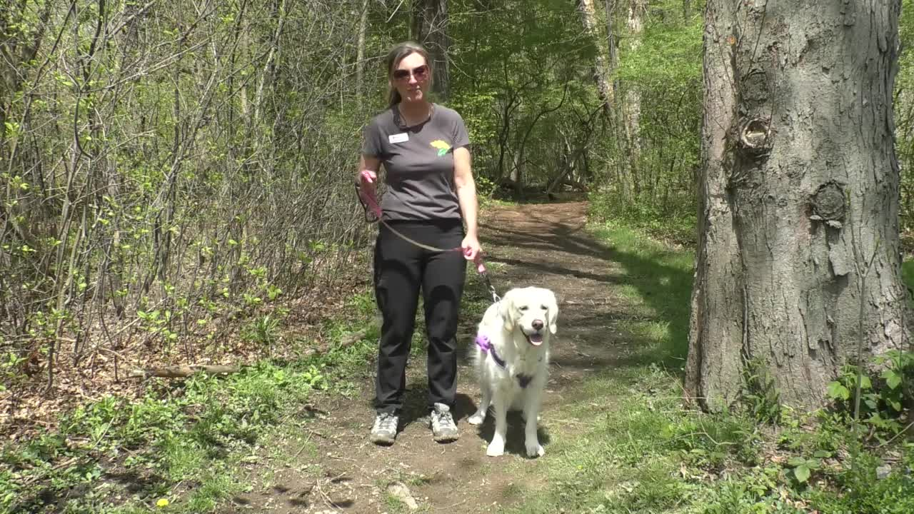 Thumbnail image for Asbury Woods Virtual Visit - Trail Etiquette for Dogs