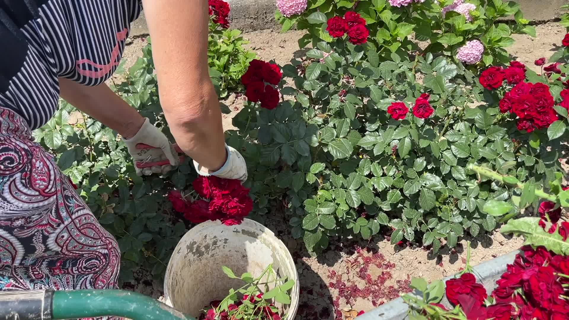 Thumbnail image for Vlada Seeds of Life Cooking and Kids - Harvest in Serbia