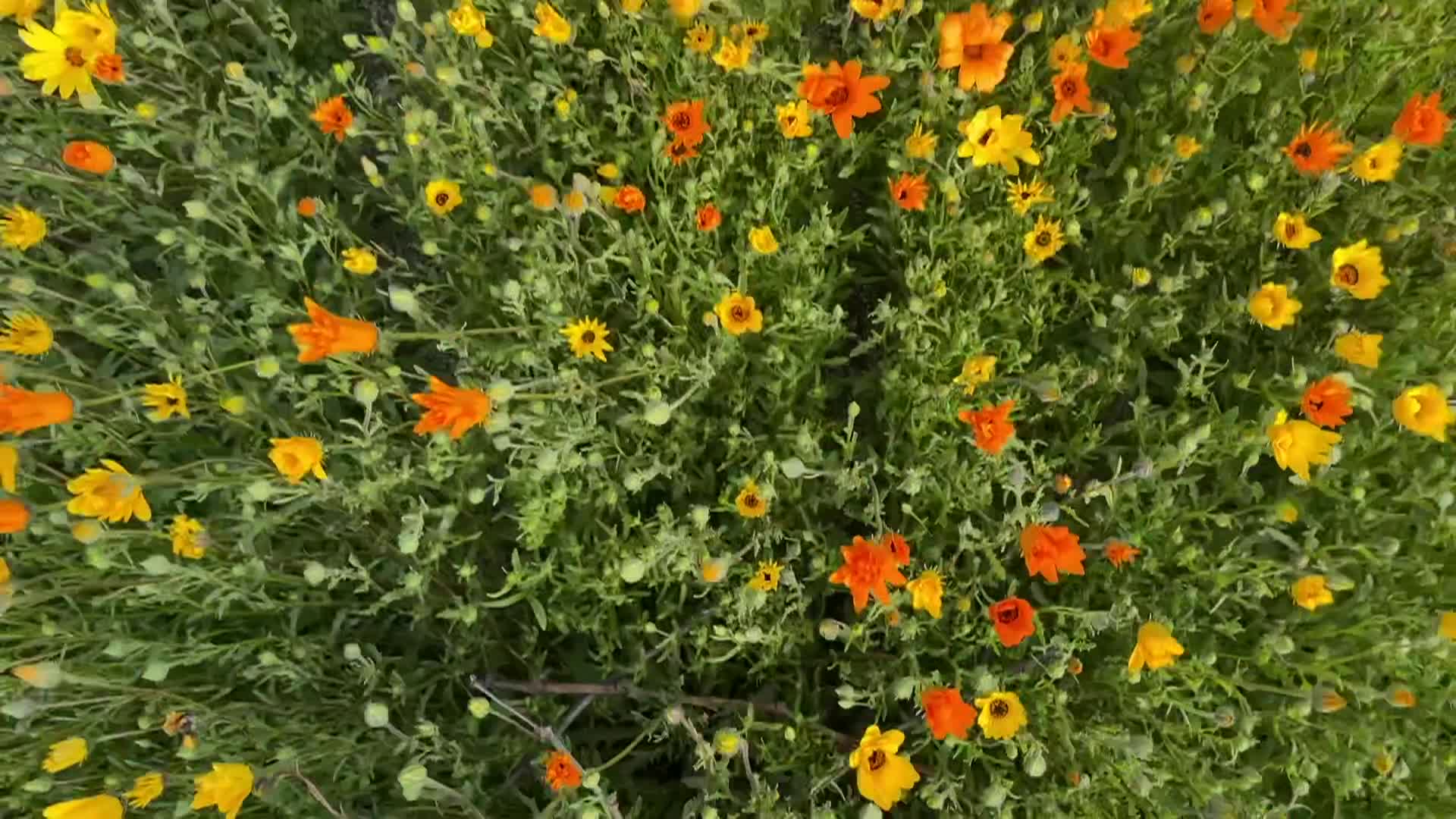 Thumbnail image for Cooking with Vlada - Beeswax Egg Coloring and Kansas Prime Rib