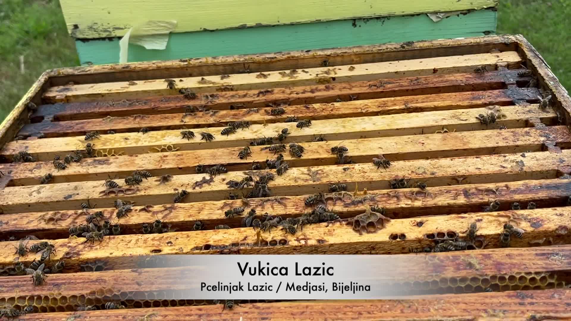 Thumbnail image for Cooking with Vlada - Beekeeping and Old-Fashioned Honey Cake