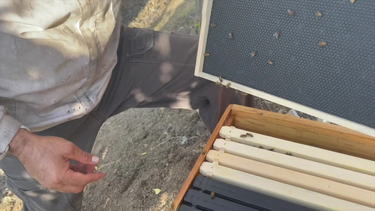 Thumbnail image for Vladas Seeds Of Life Cooking and Kids - Becoming a Beekeeper